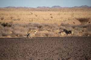 Plusieurs zèbres dans la savane
