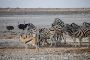 Zèbres, sprinbok et autruches au bord d'un point d'eau