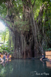 Arbre enchanté Balete