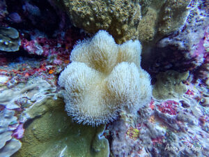 Corail sous-marin