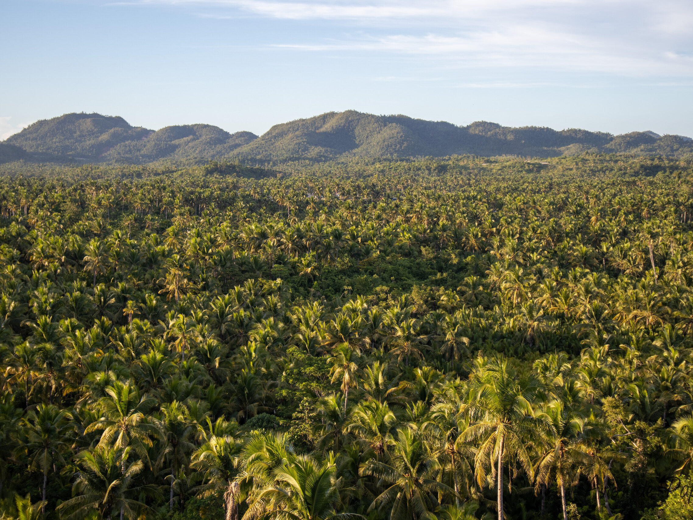 Coconut View Point