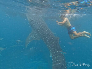Esteban et un requin baleine