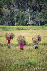 Trois hommes dans les rizières