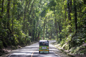 Man made forest