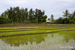 Rizières à Bohol