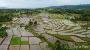 Rizières dans l'Est de Bohol en drone