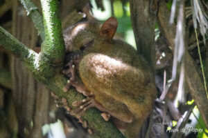 Tarsier qui dort à Bohol