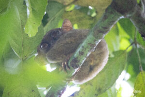 Tarsier dans un arbre à Bohol