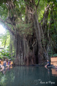 Arbre enchanté à Siquijor