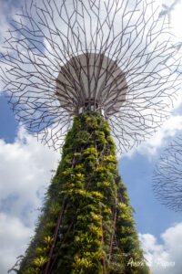 Photo au pied d'une fleur du Garden By The Bay de jour