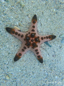 Étoile de mer à Sand Starfish