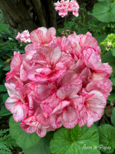 Hortensia dans le flower dome