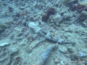 Poisson camouflé