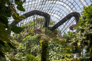 Cloud forest et pont suspendu