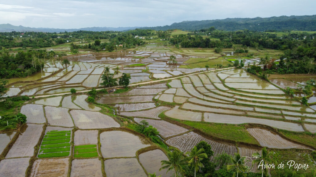 Rizières à Bohol