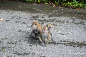 Singes et un bébé singe