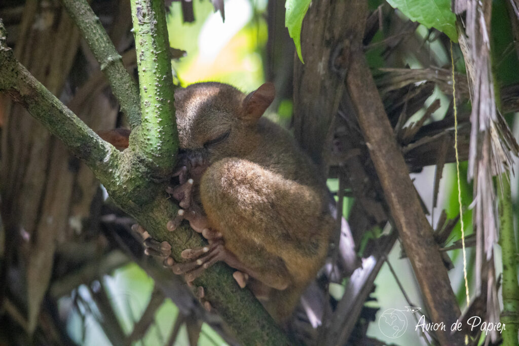 Tarsier dans le sanctuaire à Bohol