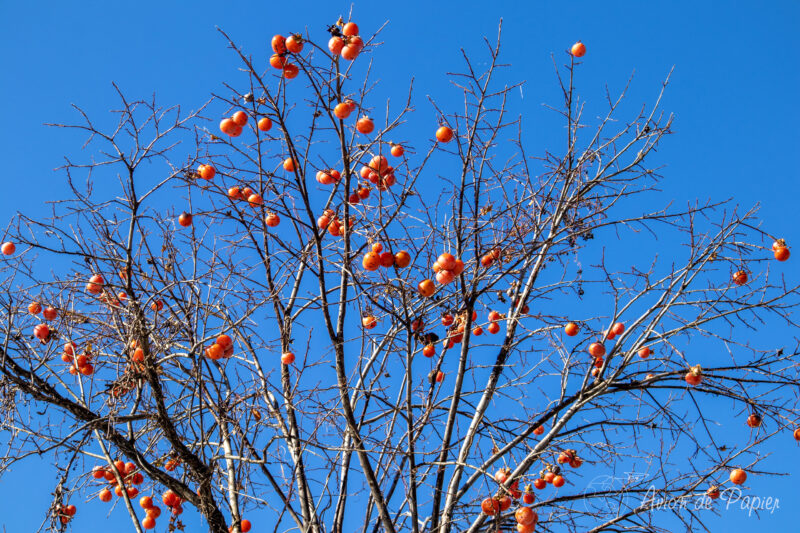 Arbre avec fruits rouges