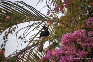 Calao Bicorne dans le bougainvilliers