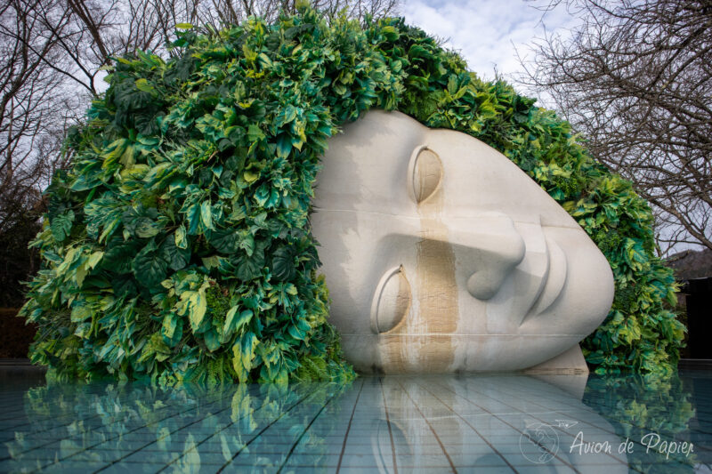 Narcisse au bord de l'eau