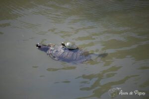 Petite tortue qui voyage