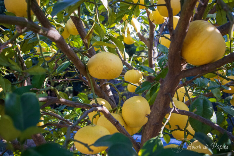 Pomelos sur l'eau