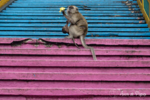 Singe et son petit regardent une fleur