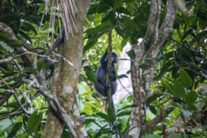 Singe qui monte dans les arbres à Penang Hill