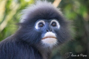Singe qui nous regarde à Penang Hill