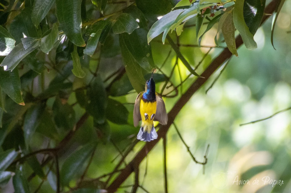 Oiseau dans le parc naturel de Penang