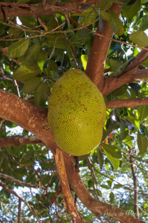 Arbre à Durian