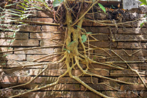 Arbre dans le mur