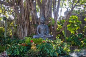 Bouddha et verdure