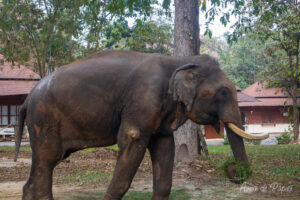 Éléphant