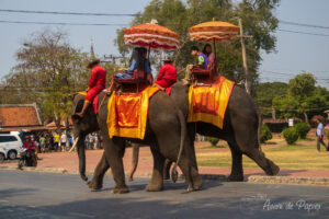 Elephants