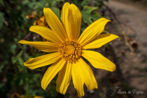 Fleur jaune