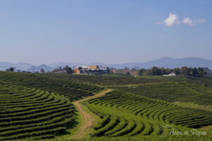 Plantations de thé