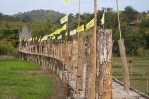 Pont en bois dans une rizière