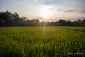 Rizière à Lamphun