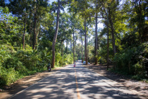 Route avec grands arbres-2