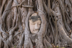 Tête de bouddha dans l'arbre