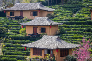 Trois maisons dans le champ de thé