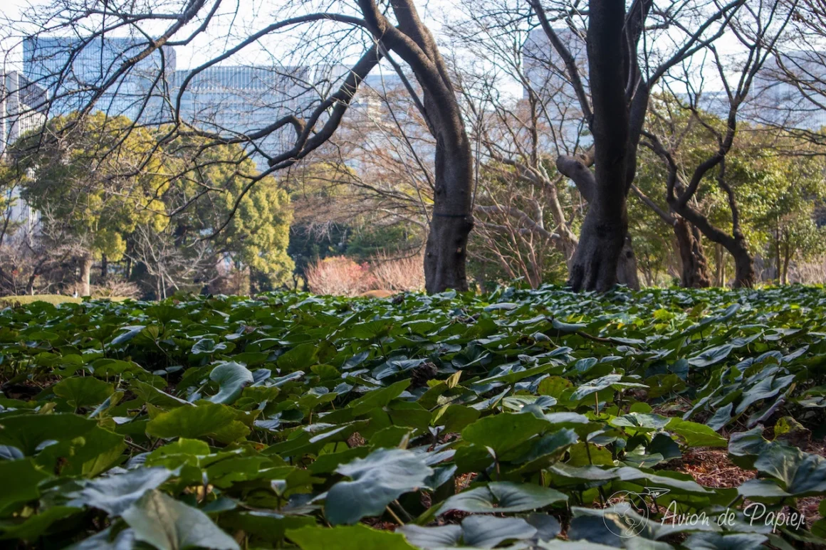 Shinjuku Gyoen Park à Tokyo