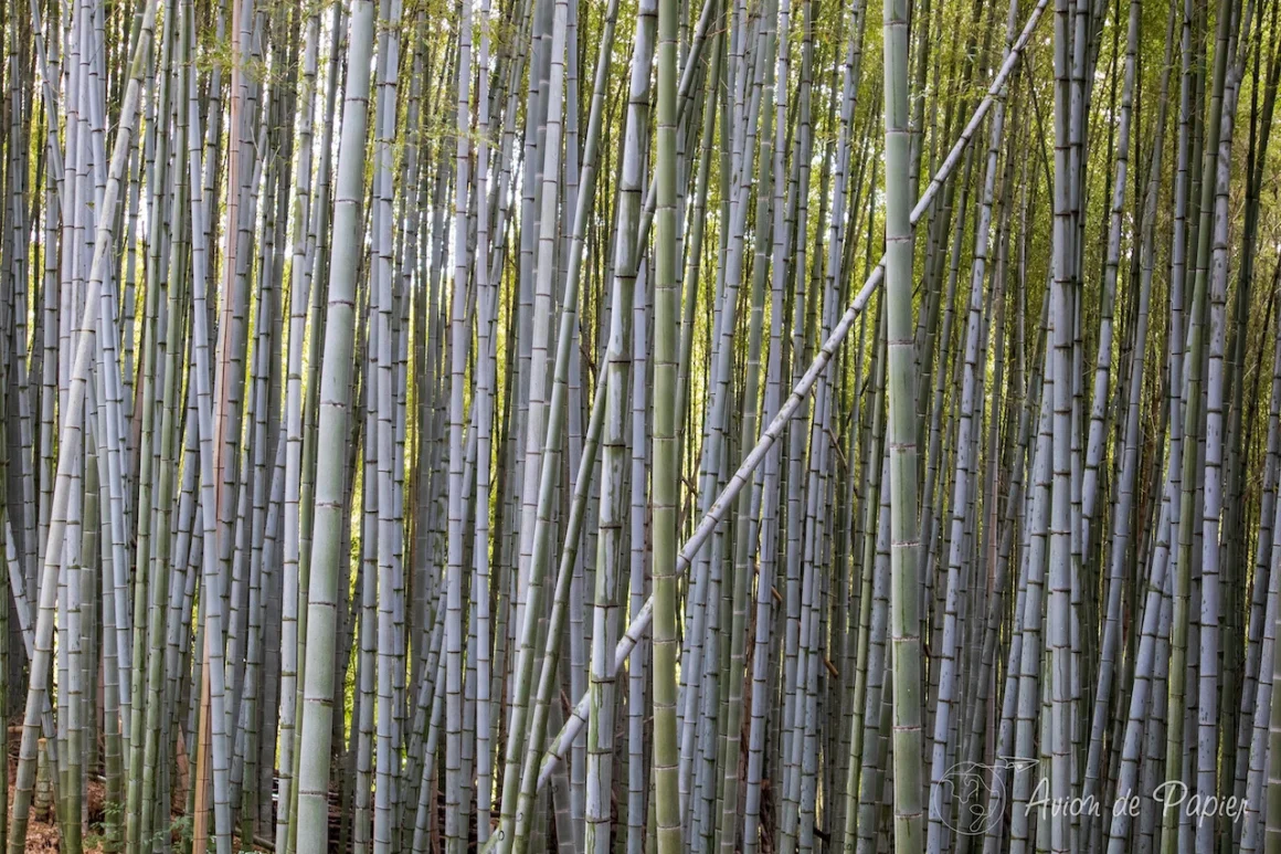 Adashino Nenbutsuji Bambous Kyoto