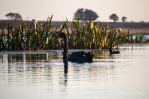 Cigne dans l'eau vu de bas