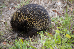 Echidné dans l'herbe