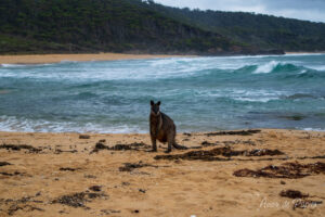 Kangourou sur la plage