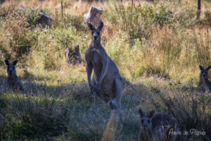 Kangourous qui nous regardent