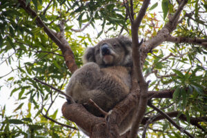Koala dans l'arbre