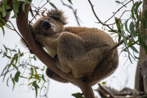 Koala qui dort dans l'arbre-2